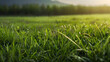 © Gonzalo - Lush green grass meadow background