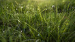 © Gonzalo - Lush green grass meadow background