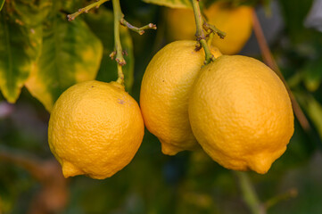 Wall Mural - Bunches of fresh yellow ripe lemons on lemon tree branches in garden 3