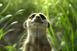  a delighted meerkat standing upright to scan its surroundings, its whiskers twitching with anticipation