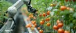Robot Harvesting Tomatoes in a Greenhouse, To showcase the integration of technology and agriculture in modern farming