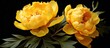 Two bright yellow flowers with vibrant green leaves stand out against a dark black background. They belong to the Rose family and are part of a terrestrial plant event