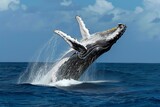 Fototapeta Natura - whale jumps happily in the ocean