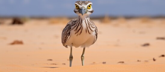 Poster - A Charadriiformes bird with feathered wings and a beak is standing on the sandy soil of a desert, overlooking the barren landscape. It seems to be a terrestrial shorebird