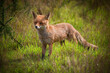 female fox in the undergrowth vixen 