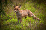 Fototapeta  - female fox in the undergrowth vixen 
