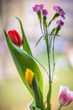 Kompozycja wiosennych kwiatów - różnokolorowa
