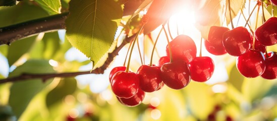 Poster - A cluster of vibrant red cherries dangle gracefully from a slender tree branch, showcasing the beauty of natural foods and the bounty of nature