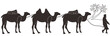 © Ari - Camel caravan silhouette. Vector illustration isolated on white background