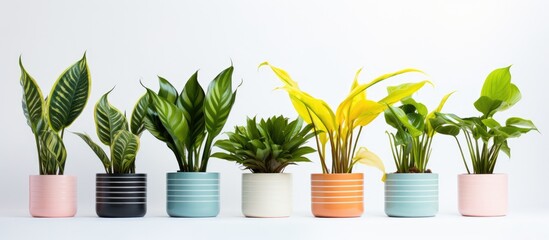 Canvas Print - Green houseplants in colorful pots s on white background