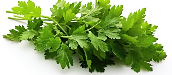 Poster - A bunch of parsley leaves, a type of flowering plant, commonly used as a herb and ingredient in various dishes. It belongs to the fines herbes category of leaf vegetables