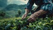 © Ziyan - Worker picking tea leaves