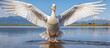 A seabird, the pelican, is perched in the water with its wings outstretched, surrounded by ducks, geese, and swans. Its beak and feathers glisten under the sky