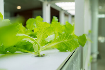 Canvas Print - Hydroponics vegetable growing in the nursery