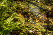 Aguas en reposo con hojas verdes