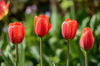 Tulip Spring time