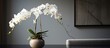 White Orchid in a Stylish Setting