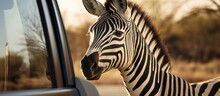 A Zebra, A Terrestrial Animal With A Mane, Is Poking Its Neck And Snout Out Of A Car Window, Highlighting The Wildlife Of Grassland Landscapes
