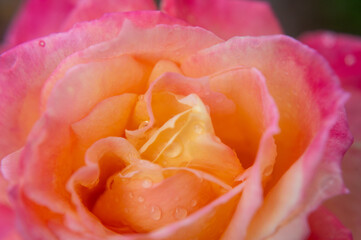 Wall Mural - Closeup shot of a rose flower