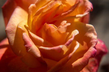 Wall Mural - Closeup of a rose flower