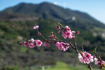 Wall Mural - Blooming apricot tree in California