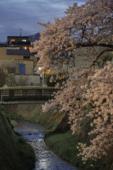 Wall Mural - 神戸　宇治川の夜桜