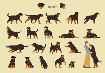 Sticker - A set of various actions and poses of Rottweilers. flat vector illustration.