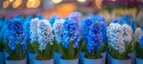 Lush hyacinths in pots on blurred background, ideal for text placement and creative designs.