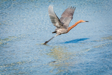 Poster - Reddish Egret