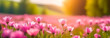 Wild flowers on a blurred forest background. Web banner.