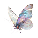 Fototapeta Motyle - A butterfly with its wings spread open against a plain white background. The wings are a vibrant blend of silver, blue, and pink colors with a faint texture visible