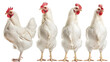 White chicken collection (portrait, standing, profile), animal bundle isolated on white background, png