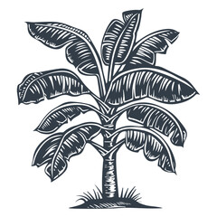 Wall Mural - Banana tree woodcut style drawing vector illustration