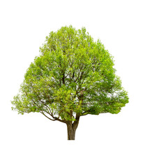 isolated big tree on White Background. Large trees database Botanical garden organization elements of Asian nature in Thailand