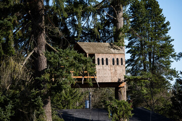 Old wood treehouse built between two large evergreen fir trees, kids fun playhouse on a sunny day
