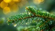 Close-up of a pine branch with water droplets, bokeh light background.