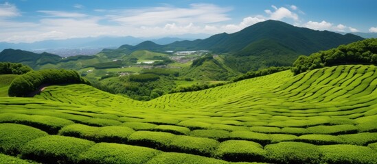 Poster - A picturesque natural landscape with lush green grass, scattered trees, and towering mountains in the background. The blue sky is dotted with fluffy white clouds, creating a serene highland scene