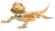 Bearded dragon lizzard isolated on white background as transparent PNG