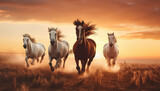Fototapeta  - Four horses running in a field with a beautiful sunset in the background