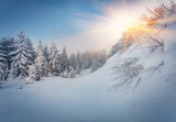 Fototapeta Natura - Sunrise in woodland. Untouched winter landscape. Stunning morning view of Carpathian valleys with snow covered fir trees. Calm outdoor scene of mountain forest. Christmas postcard.