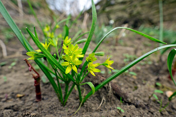 Poster - Yellow star-of-Bethlehem // Wald-Gelbstern (Gagea lutea)