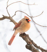 Close Up Of Female Cardinal Bird Sitting On Tree Branch In Winter.