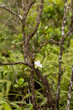 Solitary white orchid among mossy branches in La Fortuna