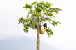 Toucan eating on La Fortuna papaya tree in Costa Rica