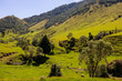 Pastoral New Zealand Landscape with Grazing Sheep and Hills