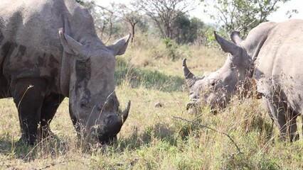 Wall Mural - A group or crash of white rhinos grazing contentedly on grass after spending some time in mud in a game reserve where they can be protected from poaching for the supposed properties of their horns