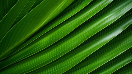 Poster - Close-up of the Background, The Texture of Leaves in Nature. The green leaves of a palm tree in the rainforest.