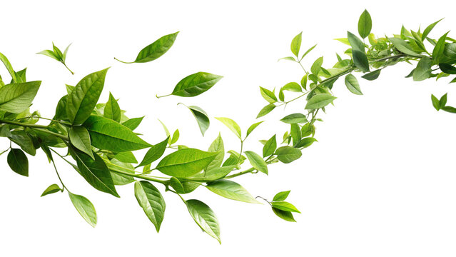 a dynamic arc of green leaves and tender stems, conveying the concept of growth and vitality. the le