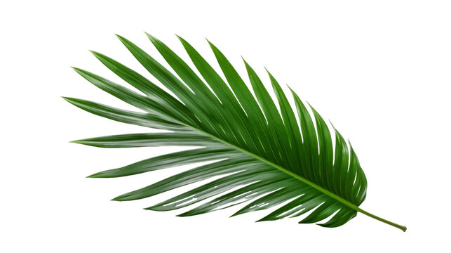 Tropical green palm leaf isolated on transparent background