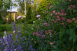 flowerbed with astrantia, catnip (nepeta) and pink peonies. Flower combination for summer cottage garden